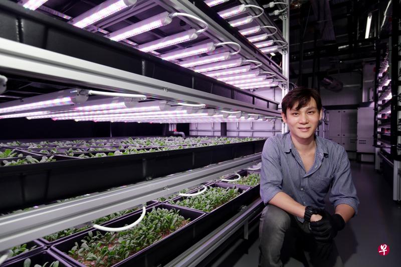 傅元瑞在室内菜园精心培植嫩叶菠菜。(陈渊庄摄影) 傅元瑞在室内菜园精心培植嫩叶菠菜。(陈渊庄摄影)