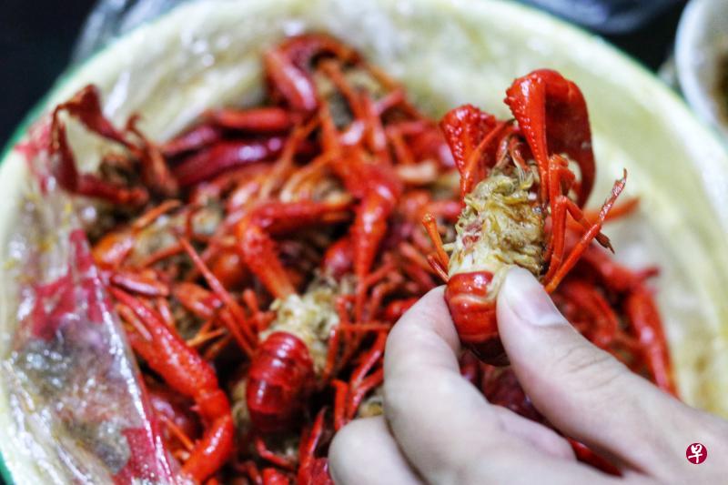 小龙虾,学名克氏原螯虾(Procambarus Clarkii),原产于北美洲,20世纪30年代传入中国。(作者提供) 小龙虾,学名克氏原螯虾(Procambarus Clarkii),原产于北美洲,20世纪30年代传入中国。(作者提供)