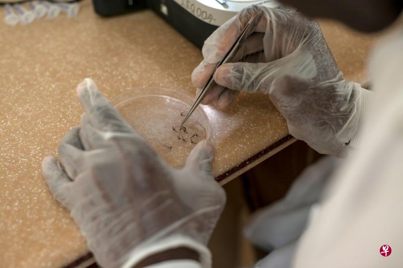 2018年5月1日,在非洲西部国家加纳的阿散蒂地区的昆虫学家研究中心,一名工作人员在取蚊子来分析它是否携带疟原虫。(法新社) 2018年5月1日,在非洲西部国家加纳的阿散蒂地区的昆虫学家研究中心,一名工作人员在取蚊子来分析它是否携带疟原虫。(法新社)