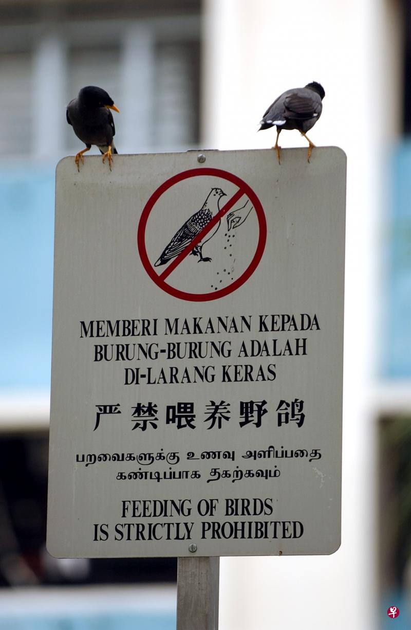 在公共场所喂食鸽子 是违法行为,最高可被 罚款500元。(档案照) 在公共场所喂食鸽子 是违法行为,最高可被 罚款500元。(档案照)