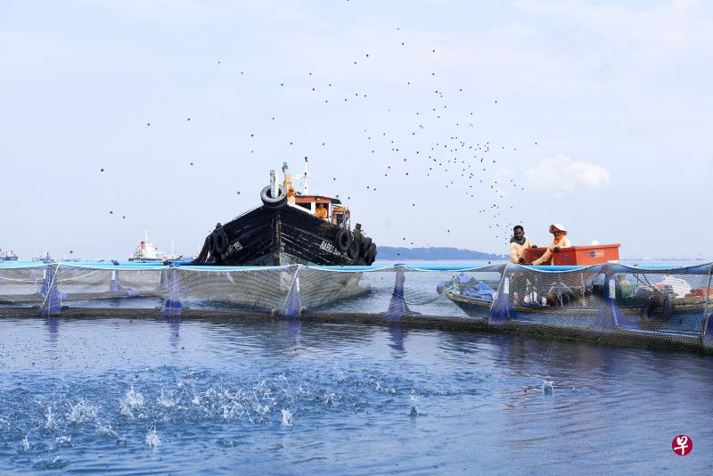 大型深海养殖业者Barramundi Asia在2010年把澳大利亚肺鱼的鱼苗引进我国,公司创办人兼执行董事施达满·游博看中南部海域的良好水质决定“落户”在此,但他担心如果有更多业者入驻南部海域,未来可能会出现与北部渔场相同的环境问题。(Barramundi Asia提供) 大型深海养殖业者Barramundi Asia在2010年把澳大利亚肺鱼的鱼苗引进我国,公司创办人兼执行董事施达满·游博看中南部海域的良好水质决定“落户”在此,但他担心如果有更多业者入驻南部海域,未来可能会出现与北部渔场相同的环境问题。(Barramundi Asia提供)