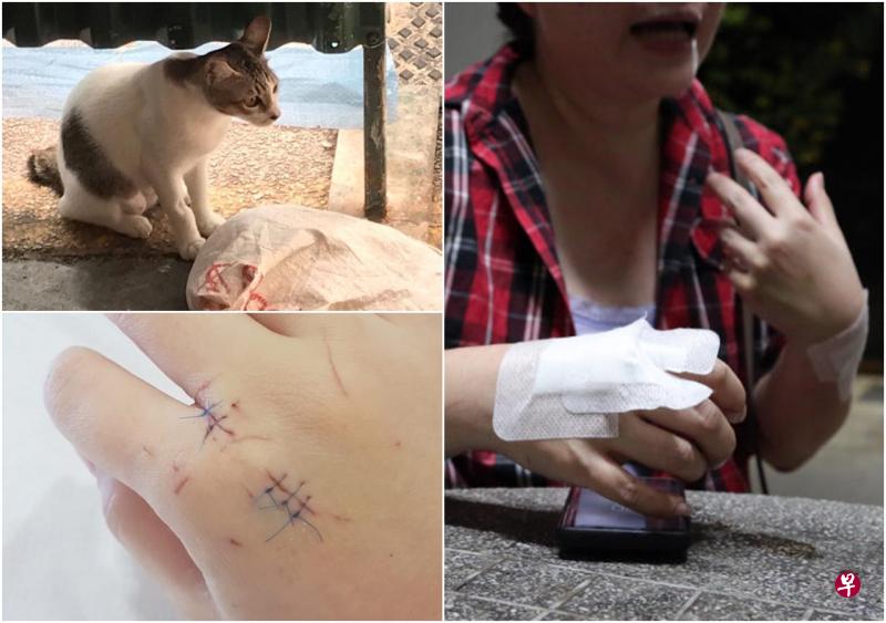 为保护爱犬,陈小姐左手紧抱小狗,右手挡开恶猫,却被猫爪抓伤。 为保护爱犬,陈小姐左手紧抱小狗,右手挡开恶猫,却被猫爪抓伤。