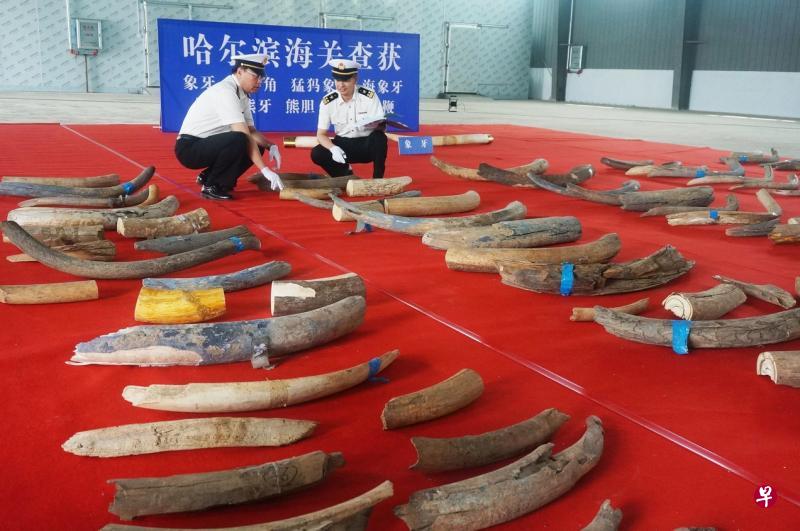 中国海关人员在哈尔滨检查从俄罗斯走私进口的古代猛犸象牙,此照片于本月拍摄。(法新社) 中国海关人员在哈尔滨检查从俄罗斯走私进口的古代猛犸象牙,此照片于本月拍摄。(法新社)