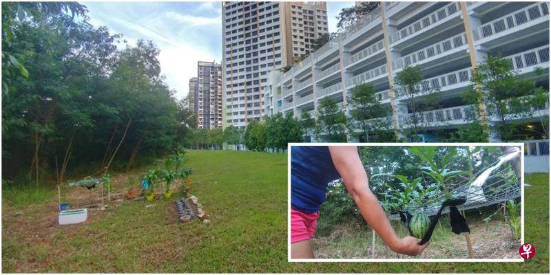 盛港芬维尔街组屋停车场后的草地,数居民被指将国有土地开辟成“私人”菜园和花园。 盛港芬维尔街组屋停车场后的草地,数居民被指将国有土地开辟成“私人”菜园和花园。