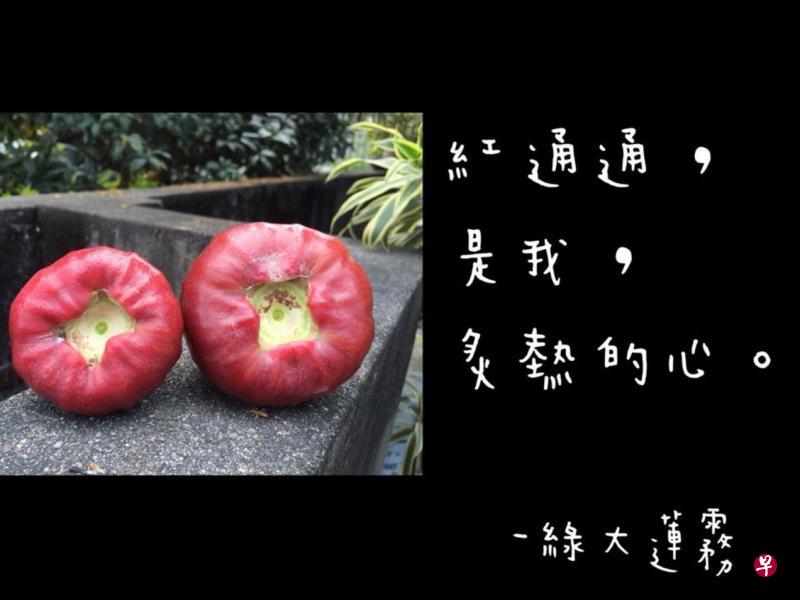 台湾果农为莲雾设计“撩妹”金句。(图片取自互联网) 台湾果农为莲雾设计“撩妹”金句。(图片取自互联网)