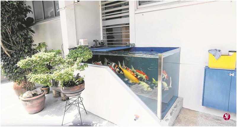 有住户在淡滨尼一楼组屋住家外造鱼缸养殖鲤鱼。 有住户在淡滨尼一楼组屋住家外造鱼缸养殖鲤鱼。