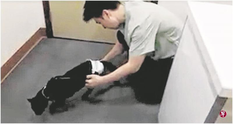 爱猫组织称,有人把受伤的猫咪送到兽医诊所并利用义工们的手机号码登记后一走了之。(取自面簿) 爱猫组织称,有人把受伤的猫咪送到兽医诊所并利用义工们的手机号码登记后一走了之。(取自面簿)