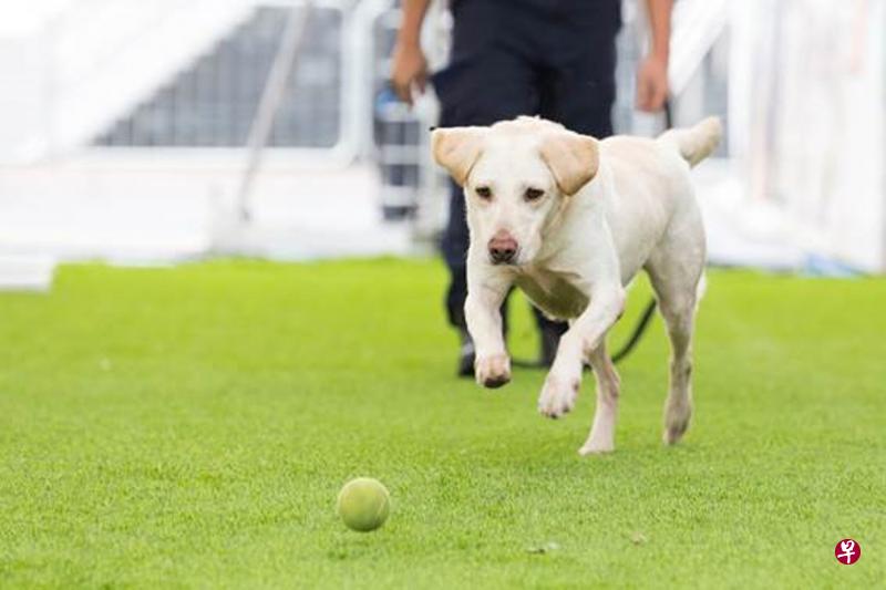 嗅探犬的品种其中就包括寻回犬。(警方提供) 嗅探犬的品种其中就包括寻回犬。(警方提供)