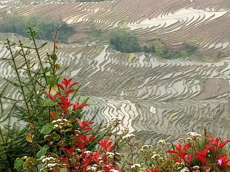 农田随山势地形变化出大小不等的种种不规则形状。 农田随山势地形变化出大小不等的种种不规则形状。