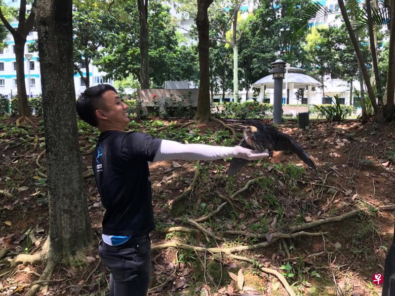 陈柏欣处理过很多与鸟类有关的援救任务,无论是平日爱躲起来的黑鹭(black bittern),还是组屋区随处可见的八哥,陈柏欣出勤时总是一丝不苟,确保小鸟得到最好的照顾。(受访者提供) 陈柏欣处理过很多与鸟类有关的援救任务,无论是平日爱躲起来的黑鹭(black bittern),还是组屋区随处可见的八哥,陈柏欣出勤时总是一丝不苟,确保小鸟得到最好的照顾。(受访者提供)