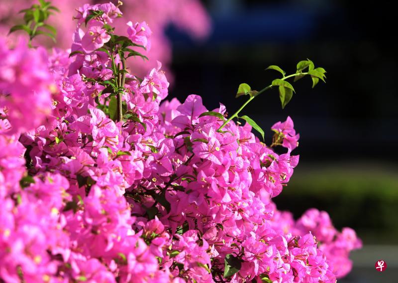 南洋很平常的三角梅,又称九重葛或宝巾花,是厦门市花。(档案照) 南洋很平常的三角梅,又称九重葛或宝巾花,是厦门市花。(档案照)