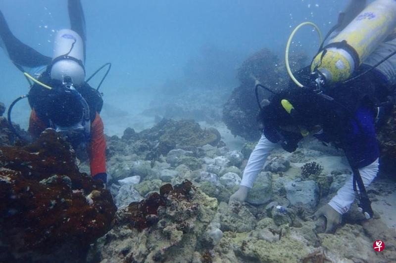 泰国董里府第三海洋国家公园指挥中心联同甲米府皮皮岛国家公园派员下海观察马雅湾的珊瑚生长情况。小图为所投放的珊瑚枝生长良好。(泰国《民族报》) 泰国董里府第三海洋国家公园指挥中心联同甲米府皮皮岛国家公园派员下海观察马雅湾的珊瑚生长情况。小图为所投放的珊瑚枝生长良好。(泰国《民族报》)