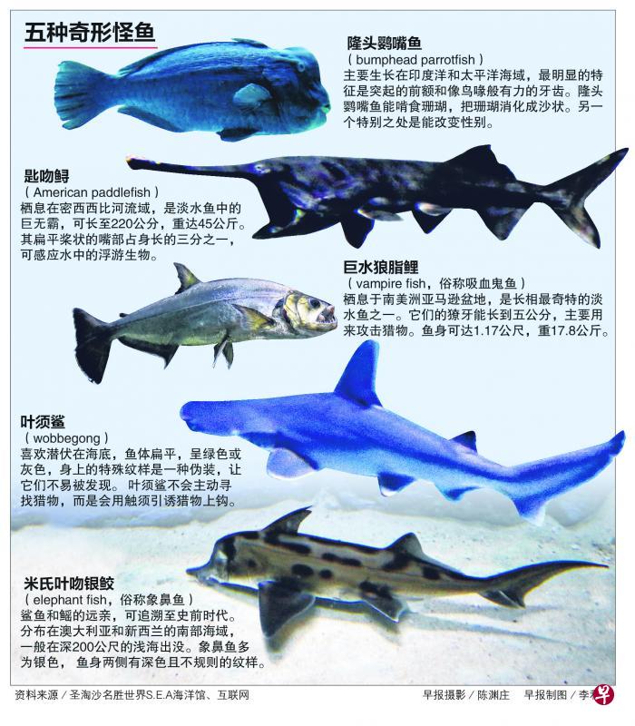 五种奇形怪鱼 五种奇形怪鱼