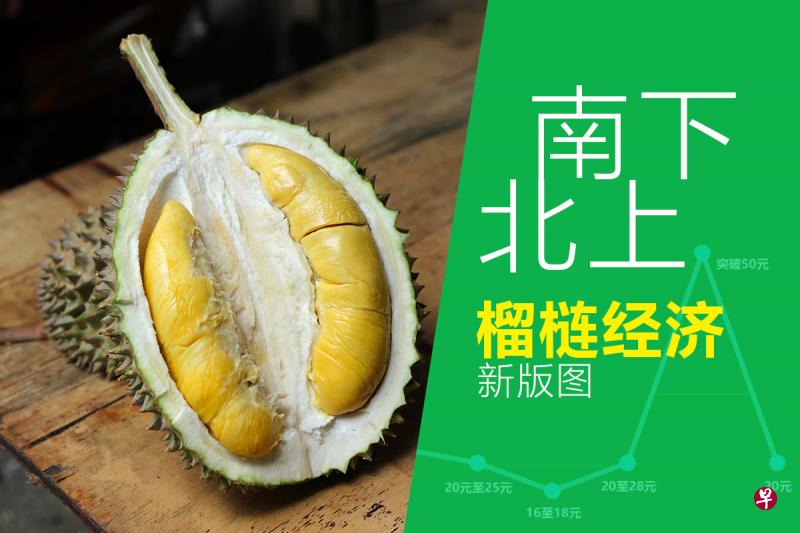 《榴梿飘香传万里 黄金果肉值千金》网络特制截图。(洪惠贞设计) 《榴梿飘香传万里 黄金果肉值千金》网络特制截图。(洪惠贞设计)