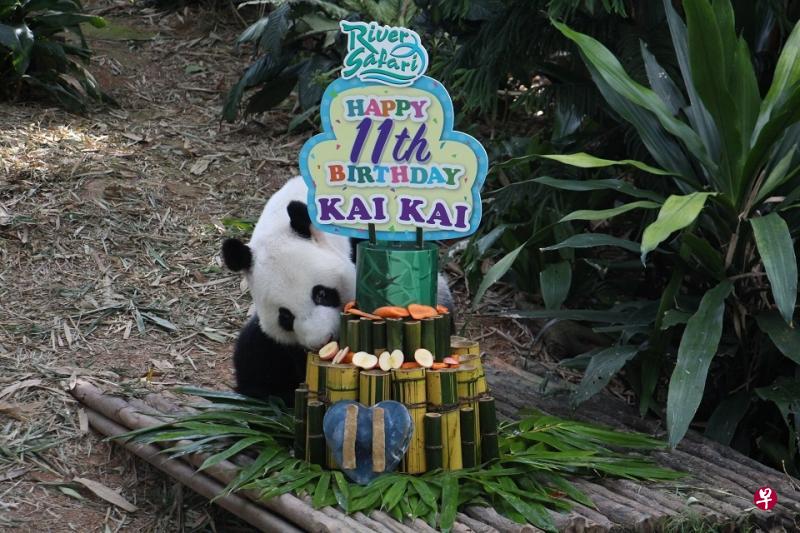 大熊猫凯凯和嘉嘉昨天庆祝生日,饲养员为它们分别准备了1.2米高的竹子蛋糕,还以苹果和萝卜点缀,让凯凯和嘉嘉兴奋不已。(新加坡野生动物保育集团提供) 大熊猫凯凯和嘉嘉昨天庆祝生日,饲养员为它们分别准备了1.2米高的竹子蛋糕,还以苹果和萝卜点缀,让凯凯和嘉嘉兴奋不已。(新加坡野生动物保育集团提供)