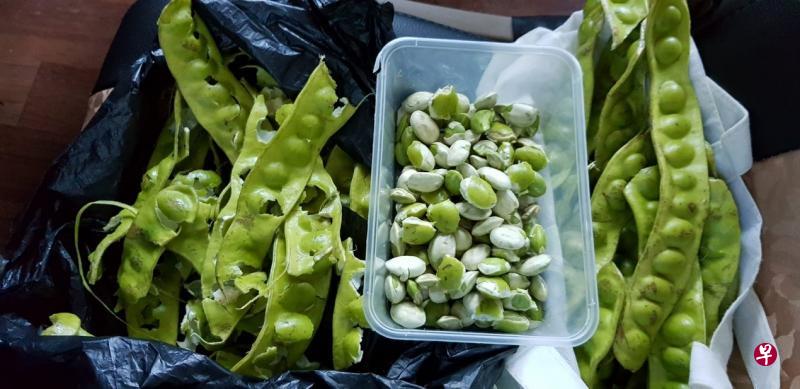 从豆荚里把臭豆剥出来。 从豆荚里把臭豆剥出来。