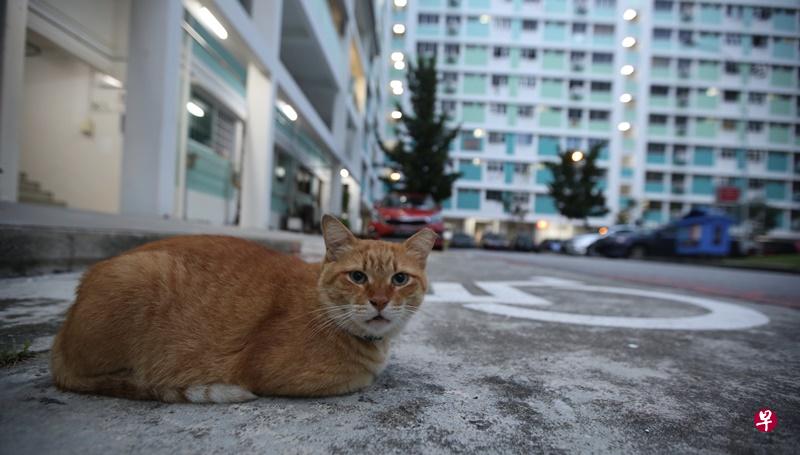 白沙－ 榜鹅市镇会澄清，他们没有计划将社区猫咪Ginger迁移。（陈佩敏摄）