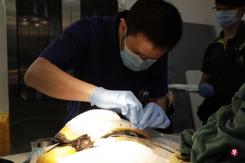 医疗和专家团队为患癌犀鸟切除盔突内的癌细胞组织并装上人造盔突。(新加坡野生动物保育集团提供) 医疗和专家团队为患癌犀鸟切除盔突内的癌细胞组织并装上人造盔突。(新加坡野生动物保育集团提供)