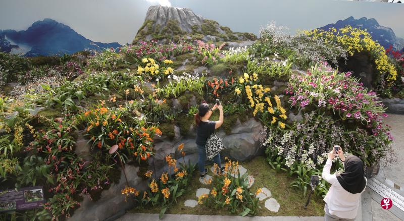 游人参观滨海湾花园云雾林举办的“安第斯山脉兰花展”,用手机捕捉参展兰花的独特风采。(梁麒麟摄) 游人参观滨海湾花园云雾林举办的“安第斯山脉兰花展”,用手机捕捉参展兰花的独特风采。(梁麒麟摄)