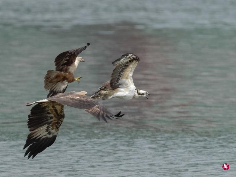 三角战!栗鸢(Brahminy Kite,左上)、白腹海雕(White-bellied Sea Eagle,中)和鱼鹰(Western Osprey,右)。(Colin Stewart摄) 三角战!栗鸢(Brahminy Kite,左上)、白腹海雕(White-bellied Sea Eagle,中)和鱼鹰(Western Osprey,右)。(Colin Stewart摄)