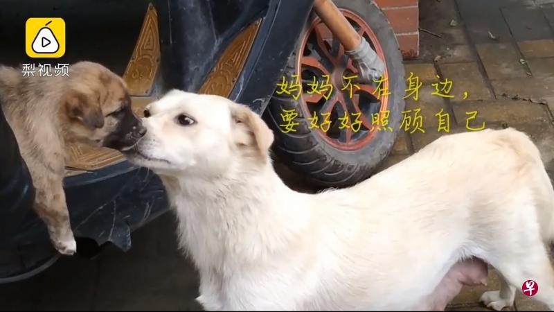 狗妈妈在领养者把孩子带走以前,最后一次亲吻和舔舐狗宝宝。 狗妈妈在领养者把孩子带走以前,最后一次亲吻和舔舐狗宝宝。