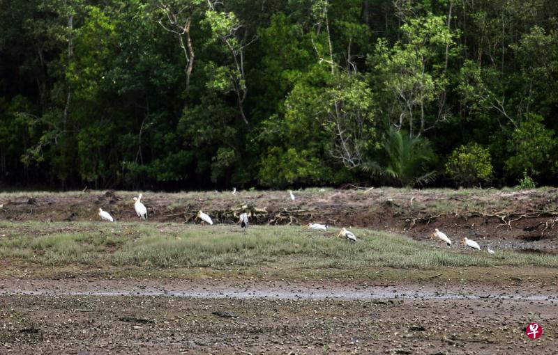 双溪布洛湿地保护区多年来已成为候鸟迁徙途中的重要栖息地,公众可在每年9月至隔年3月间,在这里看到候鸟栖息觅食的场面。为庆祝湿地保护区成立25周年,国家公园局本月举行了多项活动邀请公众参加。(陈渊庄摄) 双溪布洛湿地保护区多年来已成为候鸟迁徙途中的重要栖息地,公众可在每年9月至隔年3月间,在这里看到候鸟栖息觅食的场面。为庆祝湿地保护区成立25周年,国家公园局本月举行了多项活动邀请公众参加。(陈渊庄摄)