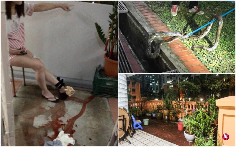 陈燕霞在二楼的阳台找猫时，被蟒蛇一口咬伤，血流如注；专家灌热水逼蛇出洞，最后在楼下沟渠将它捉起。
