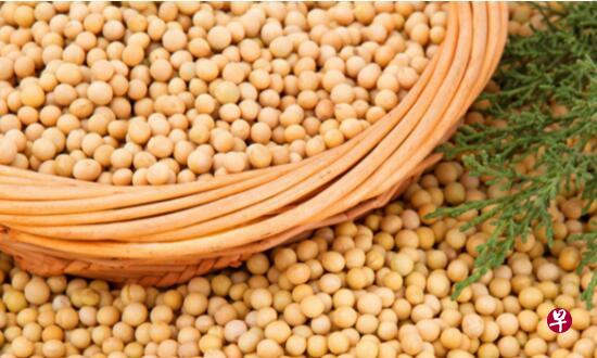 中国对美国大豆加征25%的关税后,作为猪饲料蛋白质主要来源的豆粕价格飙涨。(互联网) 中国对美国大豆加征25%的关税后,作为猪饲料蛋白质主要来源的豆粕价格飙涨。(互联网)