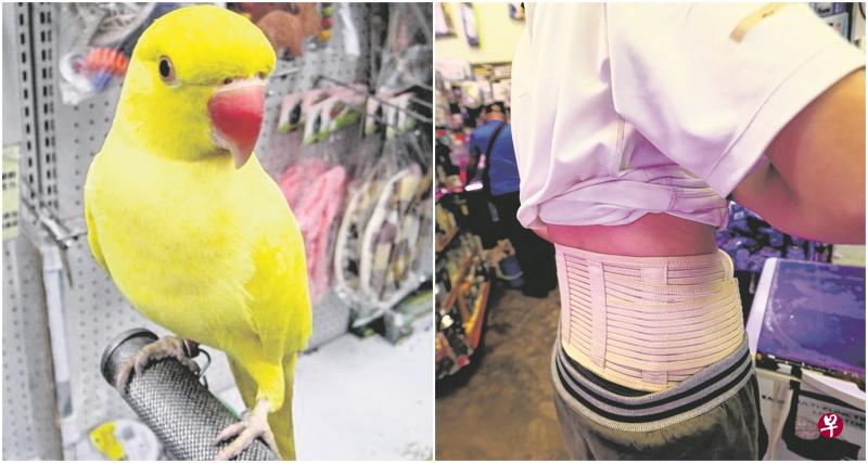 左图:案发前,被告到宠物店买了一只俗称“黄月轮”的鹦鹉回家,不久后就被鸟啄伤。(互联网)右图:王帅被猛踹导致脊椎骨折,至今还得系护腰带,而无法站太久。(饶进礼/摄) 左图:案发前,被告到宠物店买了一只俗称“黄月轮”的鹦鹉回家,不久后就被鸟啄伤。(互联网)右图:王帅被猛踹导致脊椎骨折,至今还得系护腰带,而无法站太久。(饶进礼/摄)