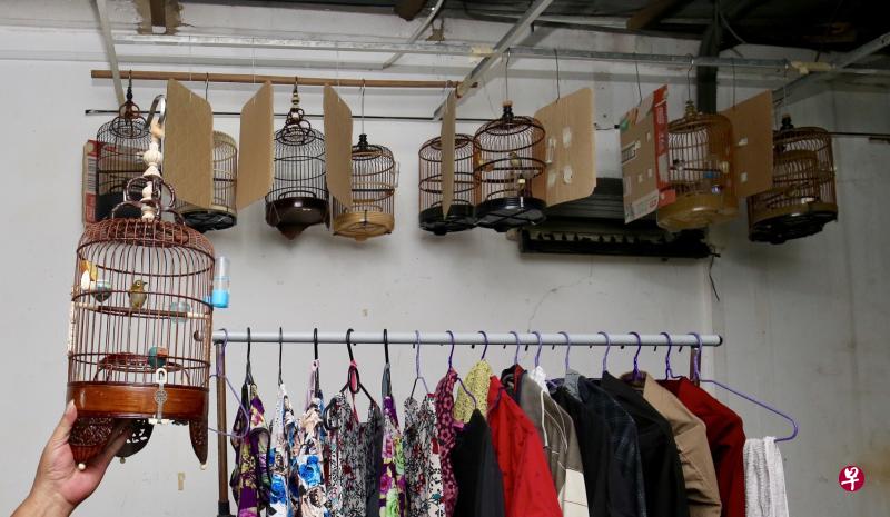 李志恒的家里养了17只俗称“白眼圈”的绣眼鸟。(邬福梁摄) 李志恒的家里养了17只俗称“白眼圈”的绣眼鸟。(邬福梁摄)