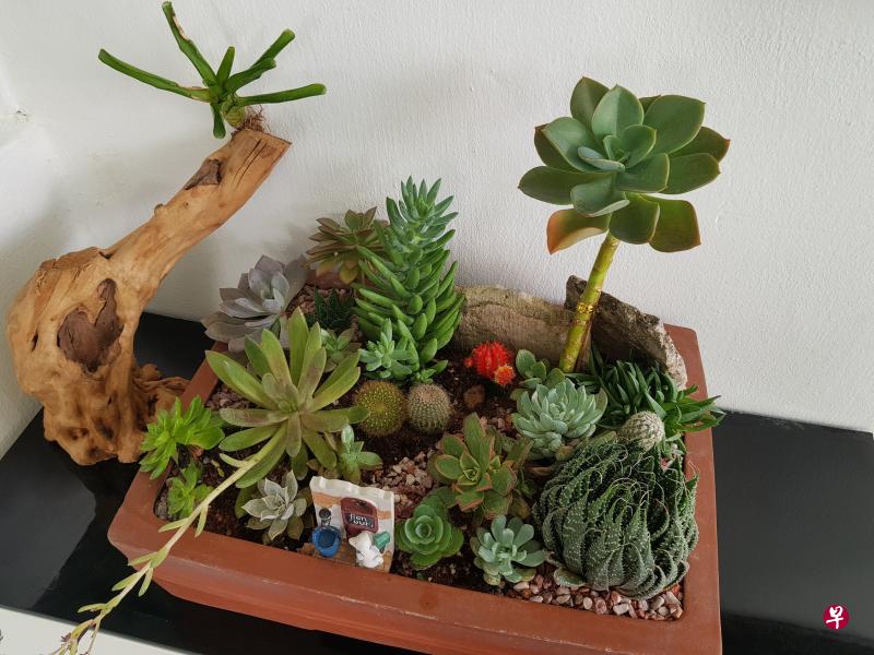 多肉植物盆景造型,西方专家喜欢将整个花盆塞满植物,若多留点空间,添加设计元素,景致更为细腻。 多肉植物盆景造型,西方专家喜欢将整个花盆塞满植物,若多留点空间,添加设计元素,景致更为细腻。