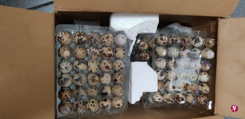 女子的托运行李中有一个箱子,里头共有330颗装在塑料蛋盒内鹌鹑蛋。(农粮局提供) 女子的托运行李中有一个箱子,里头共有330颗装在塑料蛋盒内鹌鹑蛋。(农粮局提供)