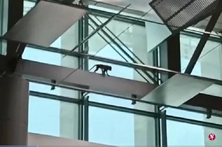 猴子在高处爬行。(读者提供) 猴子在高处爬行。(读者提供)