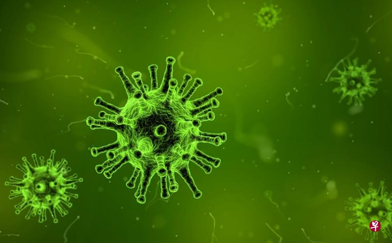 日本东京大学一个研究团队以雪貂做实验,首次确认H7N9型禽流感病毒可通过飞沫传播。(示范照) 日本东京大学一个研究团队以雪貂做实验,首次确认H7N9型禽流感病毒可通过飞沫传播。(示范照)