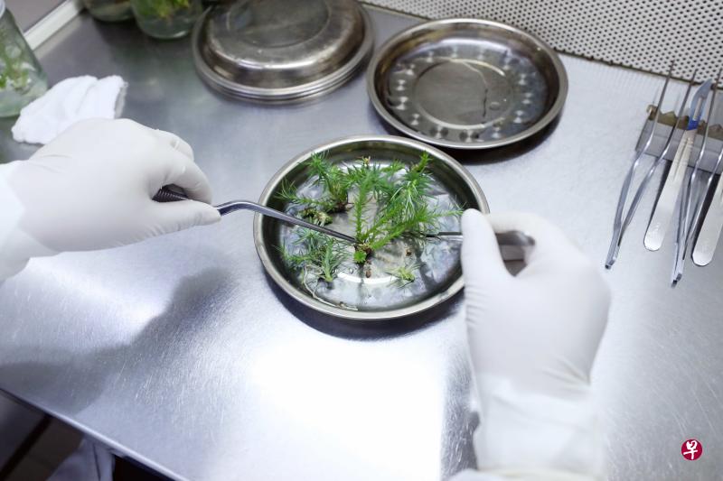 10月20日,在中国广西省融安县西山林场国家杉木良种基地,技术人员在培育香杉组培苗。(新华社) 10月20日,在中国广西省融安县西山林场国家杉木良种基地,技术人员在培育香杉组培苗。(新华社)