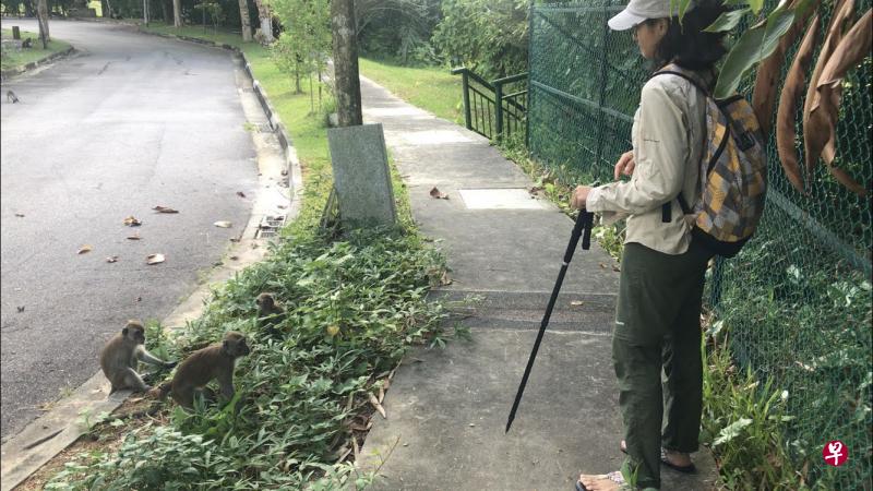 指导员萨布丽娜(Sabrina Jabbar)示范如何把猴子驱回森林。(珍古德教育与保育协会新加坡区提供) 指导员萨布丽娜(Sabrina Jabbar)示范如何把猴子驱回森林。(珍古德教育与保育协会新加坡区提供)