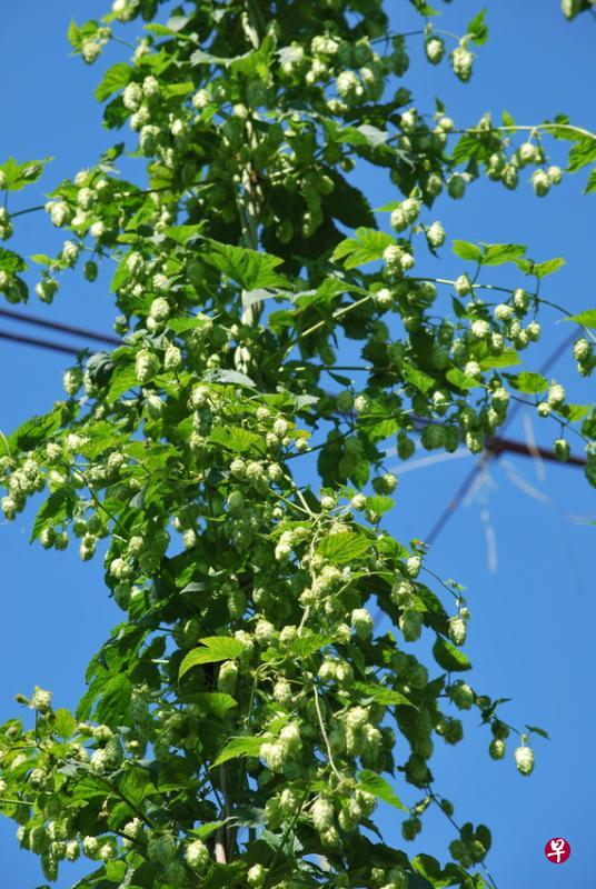 啤酒花的辛辣香气来自其花苞里的蛇麻腺所分泌出的精油,不同品种的啤酒花会散发出它独特的香气。(Liana Salanta提供) 啤酒花的辛辣香气来自其花苞里的蛇麻腺所分泌出的精油,不同品种的啤酒花会散发出它独特的香气。(Liana Salanta提供)