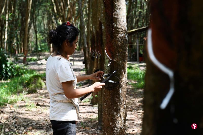 中美贸易战导致胶价暴跌,令泰国割胶工人的生计深受打击。(法新社) 中美贸易战导致胶价暴跌,令泰国割胶工人的生计深受打击。(法新社)