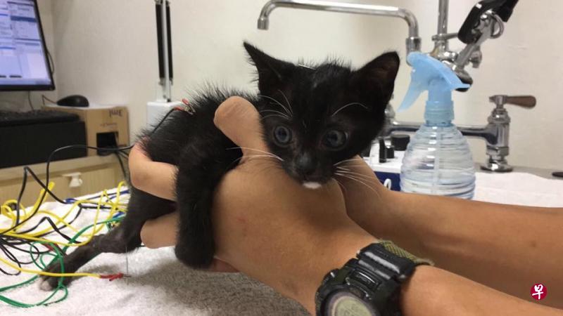 宠物狗、猫,甚至仓鼠等都可接受中医针灸,或电针疗法调理脏腑,促进康复。(受访者提供) 宠物狗、猫,甚至仓鼠等都可接受中医针灸,或电针疗法调理脏腑,促进康复。(受访者提供)