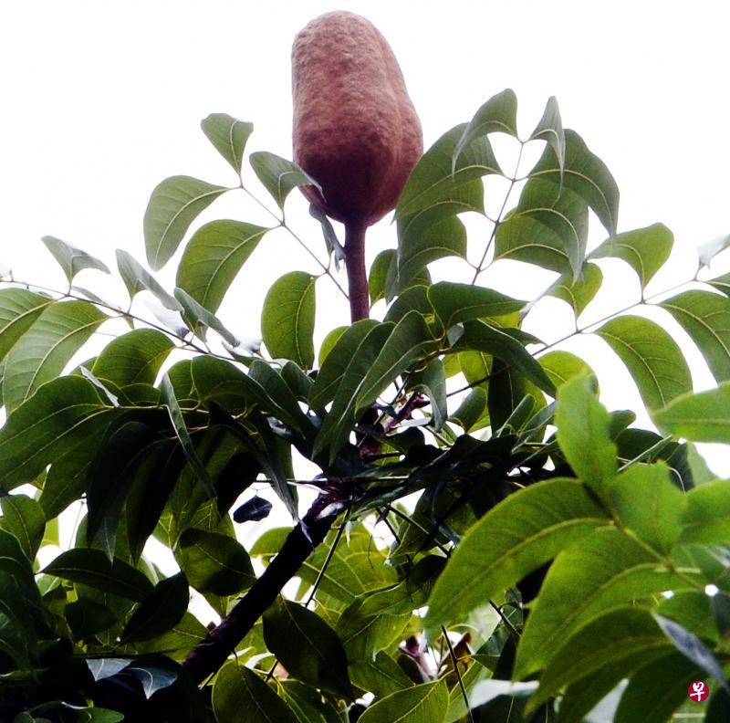 向天果树的果实为褐色,一般会在成熟时裂开将种子抛出,以继续播种。(潘丰源摄) 向天果树的果实为褐色,一般会在成熟时裂开将种子抛出,以继续播种。(潘丰源摄)