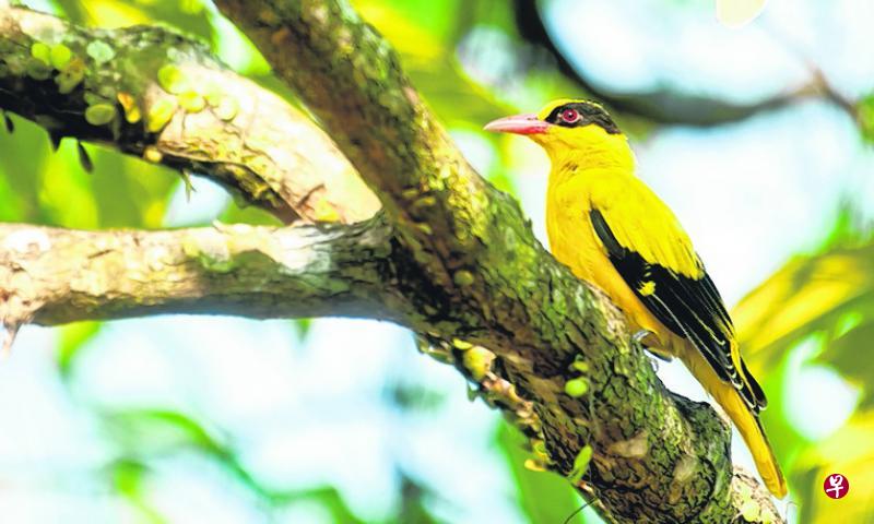 黑黄分明红嘴红眼睛,帅气的黑枕黄鹂。 黑黄分明红嘴红眼睛,帅气的黑枕黄鹂。