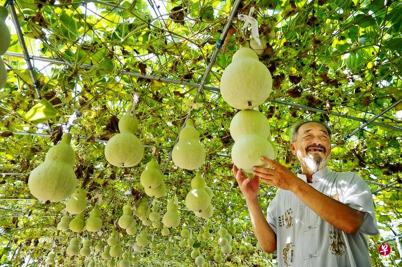 自2012年起,小岗村将分散土地依法自愿有偿流转,并创新流转方式。小岗村村委会成立创新发展有限公司发展生态农业、经济农业等新型农业。图为小岗村从外地请来的葫芦种植能手楚元彩在介绍通过土地流转后种植起来的葫芦。(新华社) 自2012年起,小岗村将分散土地依法自愿有偿流转,并创新流转方式。小岗村村委会成立创新发展有限公司发展生态农业、经济农业等新型农业。图为小岗村从外地请来的葫芦种植能手楚元彩在介绍通过土地流转后种植起来的葫芦。(新华社)