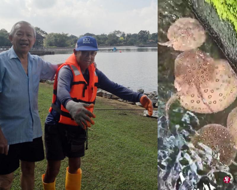 公众黄宏国(左)和清洁工郑德福曾在蓄水池里看到魔鬼鱼,郑德福形容有些体型庞大,相信已在此生活多年。 公众黄宏国(左)和清洁工郑德福曾在蓄水池里看到魔鬼鱼,郑德福形容有些体型庞大,相信已在此生活多年。