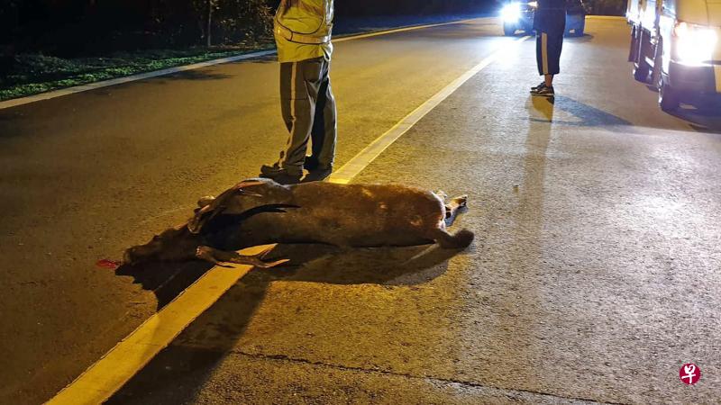 一头水鹿昨晚在万礼路遭一辆不知名的车辆撞死，横尸道路中央，这是今年发生的第三起涉及水鹿的交通事故。（互联网）