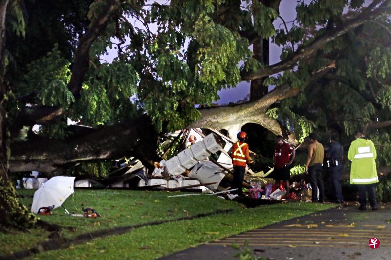 三巴旺公园一棵21米高的几内亚格木在大雨中倒下,当场把亭子压塌,导致14人送院。(陈渊庄摄) 三巴旺公园一棵21米高的几内亚格木在大雨中倒下,当场把亭子压塌,导致14人送院。(陈渊庄摄)