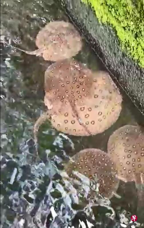 上周二公众在蓄水池拍到的魔鬼鱼是来自南美洲的珍珠魟,尾部有毒刺,人被刺伤会产生剧痛,甚至毒发身亡。(视频截图) 上周二公众在蓄水池拍到的魔鬼鱼是来自南美洲的珍珠魟,尾部有毒刺,人被刺伤会产生剧痛,甚至毒发身亡。(视频截图)