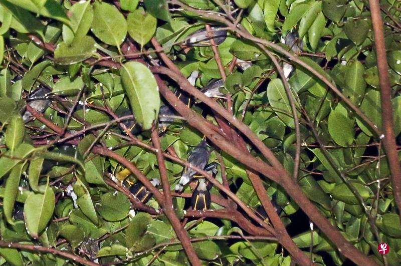 不少爪哇八哥被发现栖息在波东巴西一带的树上。(梁麒麟摄) 不少爪哇八哥被发现栖息在波东巴西一带的树上。(梁麒麟摄)
