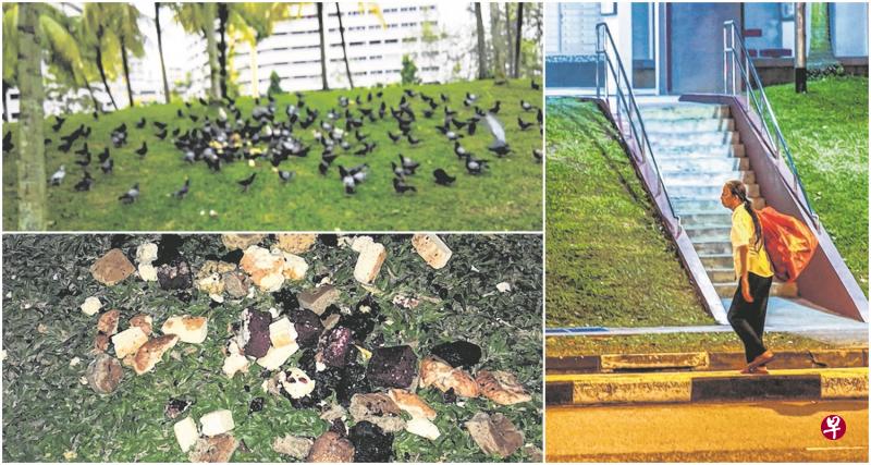 左上图:早上有上百只鸽子,在草地上啄食,令居民饱受困扰。左下图:大量面包和蛋糕碎屑被丢在草地上。(受访者提供)右图:阿嫲林女士沿街捡拾铝罐,被问时声称只是帮朋友丢掉卖剩的面包。(陈斌勤摄) 左上图:早上有上百只鸽子,在草地上啄食,令居民饱受困扰。左下图:大量面包和蛋糕碎屑被丢在草地上。(受访者提供)右图:阿嫲林女士沿街捡拾铝罐,被问时声称只是帮朋友丢掉卖剩的面包。(陈斌勤摄)