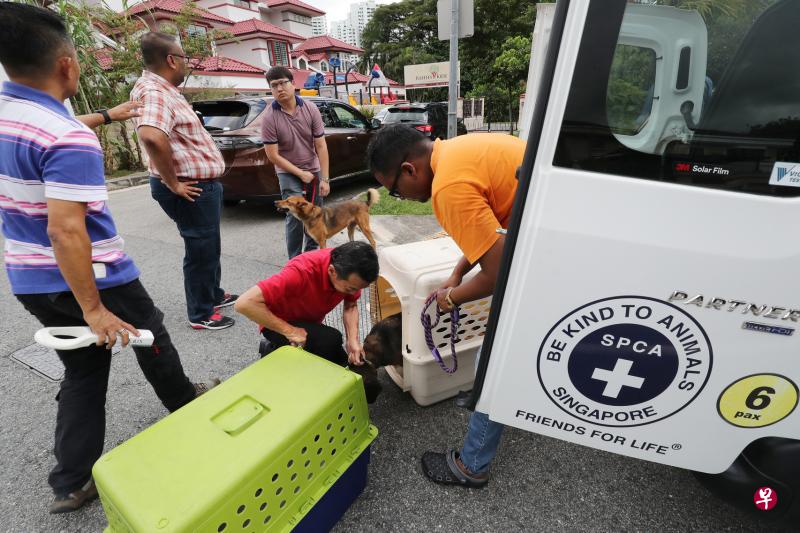 农粮兽医局和新加坡防止虐待动物协会前天到格利士坦道的宠物寄宿中心,将多只宠物狗和一只兔子带走。(陈来福摄) 农粮兽医局和新加坡防止虐待动物协会前天到格利士坦道的宠物寄宿中心,将多只宠物狗和一只兔子带走。(陈来福摄)