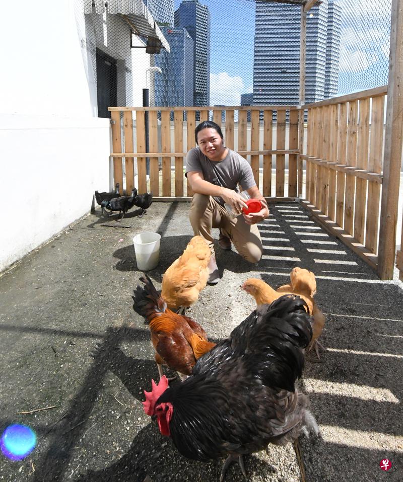 林浩发在四美美拉宜台排屋住家内豢养鸡鸭。(蔡振鸿摄) 林浩发在四美美拉宜台排屋住家内豢养鸡鸭。(蔡振鸿摄)